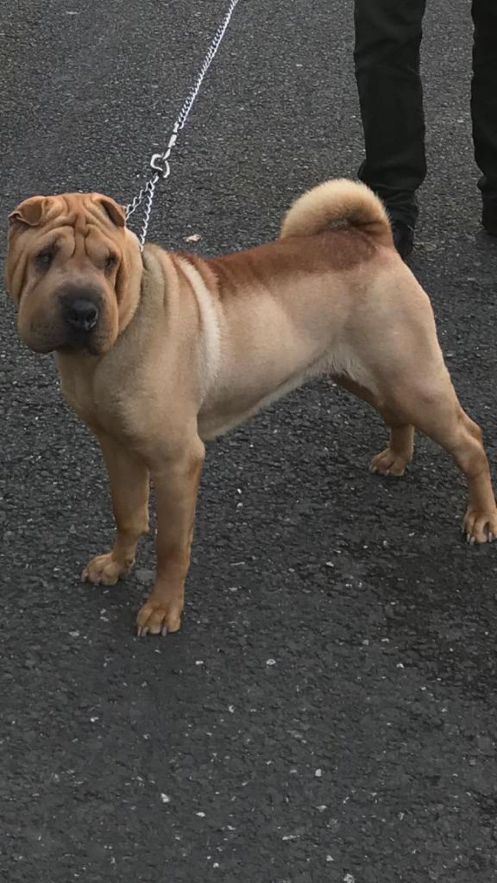 Câine cheap shar pei